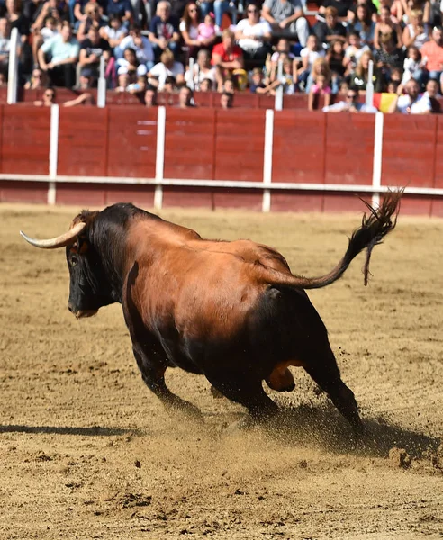 大きな角を持つスペインの強力な雄牛が — ストック写真