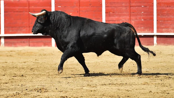 Erős Bika Fut Egy Spanyol Bullring Nagy Szarvú — Stock Fotó