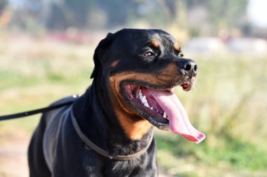 Rotweiler yeşil alanda koşuyor.