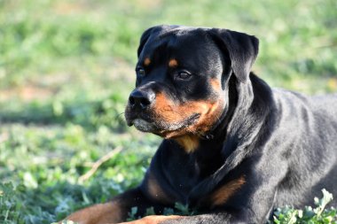 Rotweiler yeşil alanda koşuyor.