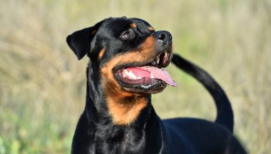 Rotweiler yeşil alanda koşuyor.