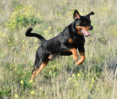 Rotweiler yeşil alanda koşuyor.