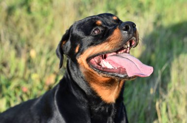 Rotweiler yeşil alanda koşuyor.
