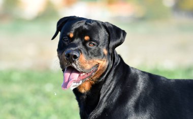 Rotweiler yeşil alanda koşuyor.
