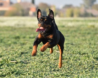 Rotweiler yeşil alanda koşuyor.