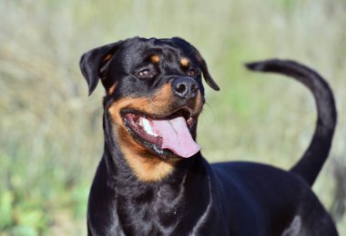 Rotweiler yeşil alanda koşuyor.