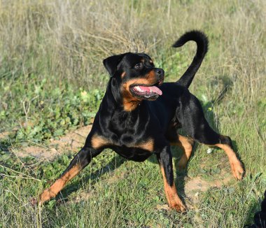 Rotweiler yeşil alanda koşuyor.