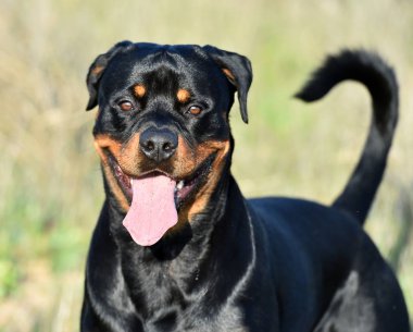 Rotweiler yeşil alanda koşuyor.