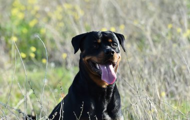 Rotweiler yeşil alanda koşuyor.