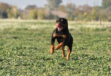 Rotweiler yeşil alanda koşuyor.