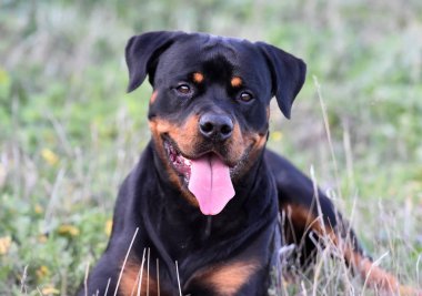 Rotweiler yeşil alanda koşuyor.