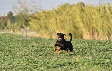 Rotweiler yeşil alanda koşuyor.