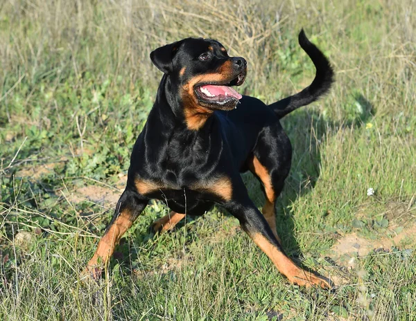 Rotweiler Running Green Field — 스톡 사진