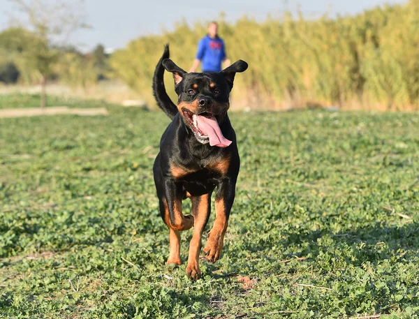 Rotweiler Draait Het Groene Veld — Stockfoto