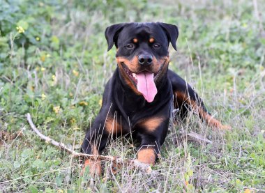 Rotweiler yeşil alanda koşuyor.