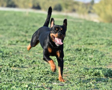 Rotweiler yeşil alanda koşuyor.