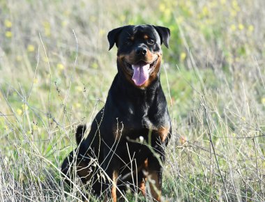 Rotweiler yeşil alanda koşuyor.