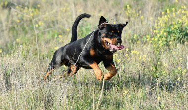 Rotweiler yeşil alanda koşuyor.