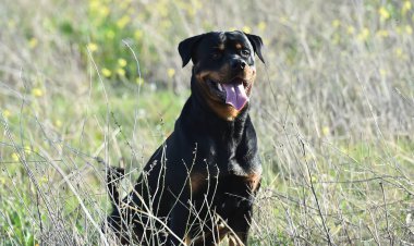 Rotweiler yeşil alanda koşuyor.