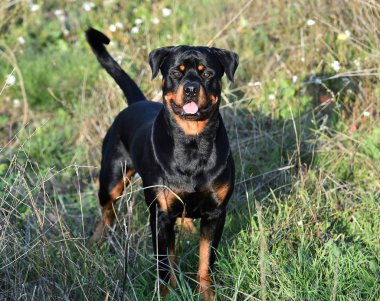 Rotweiler yeşil alanda koşuyor.