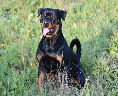 Rotweiler yeşil alanda koşuyor.