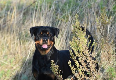 Rotweiler yeşil alanda koşuyor.
