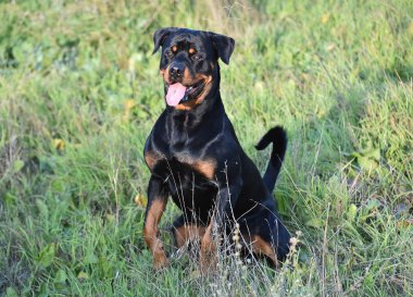 Rotweiler yeşil alanda koşuyor.