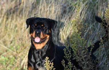 Rotweiler yeşil alanda koşuyor.