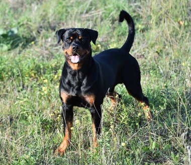 Rotweiler yeşil alanda koşuyor.