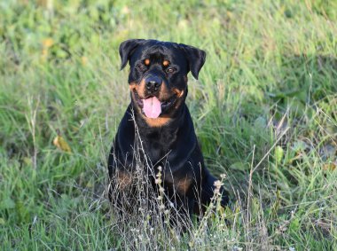 Rotweiler yeşil alanda koşuyor.