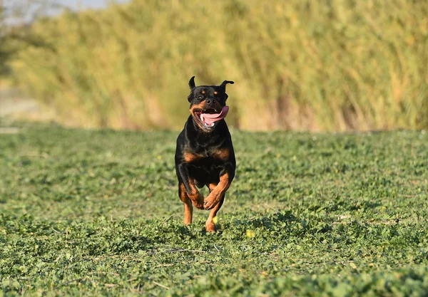 Rotweiler Draait Het Groene Veld — Stockfoto