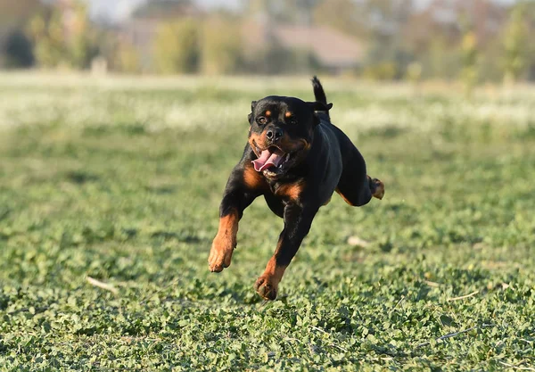 Rotweiler Τρέχει Στο Πράσινο Πεδίο — Φωτογραφία Αρχείου