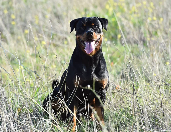 Rotweiler Körs Det Gröna Fältet — Stockfoto