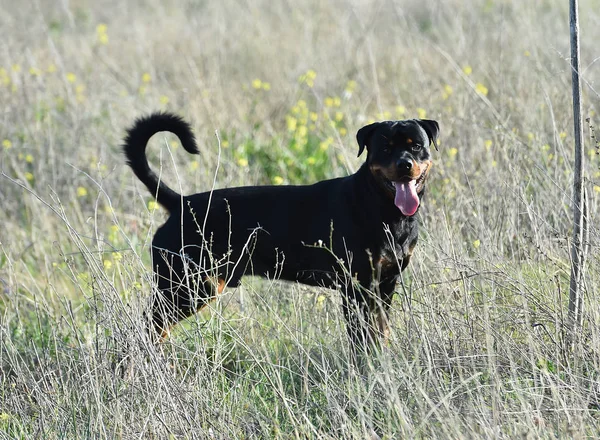 Rotweiler Τρέχει Στο Πράσινο Πεδίο — Φωτογραφία Αρχείου