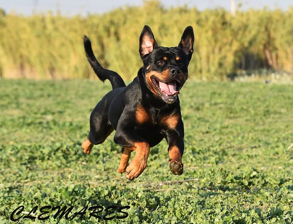 Rotweiler Draait Het Groene Veld — Stockfoto