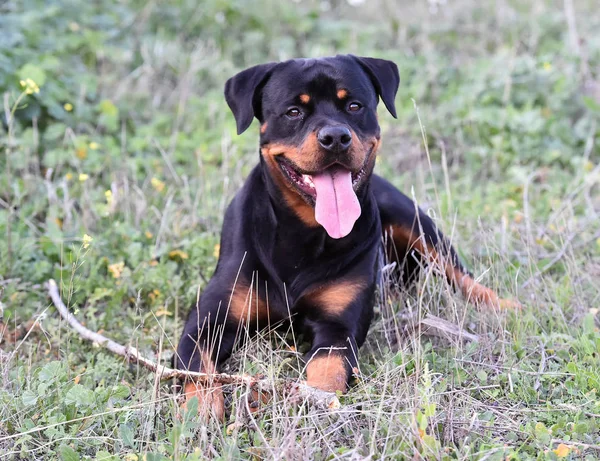 Rotweiler Körs Det Gröna Fältet — Stockfoto