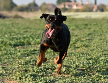 Rotweiler yeşil alanda koşuyor.