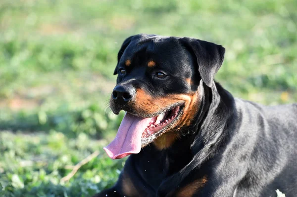 Rotweiler Läuft Auf Der Grünen Wiese — Stockfoto