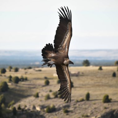 Büyük kanatlı, doğal bir parkta uçan büyük bir Griffon akbabası.