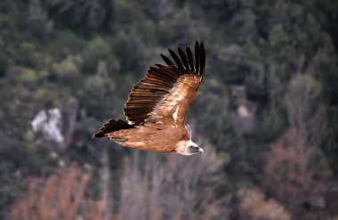 Büyük kanatlı, doğal bir parkta uçan büyük bir Griffon akbabası.