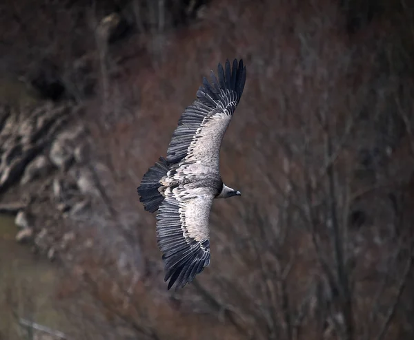 自然公園を飛行する大きな翼を持つ大きなグリフォンのハゲタカ — ストック写真