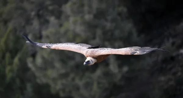 Grand Vautour Griffon Aux Grandes Ailes Volant Dans Parc Naturel — Photo