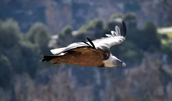 Ein Großer Gänsegeier Mit Großen Flügeln Fliegt Einem Naturpark — Stockfoto