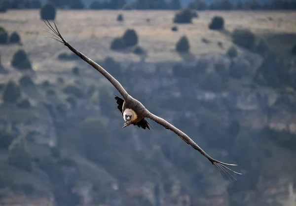 Stor Griffongam Med Stora Vingar Som Flyger Naturpark — Stockfoto