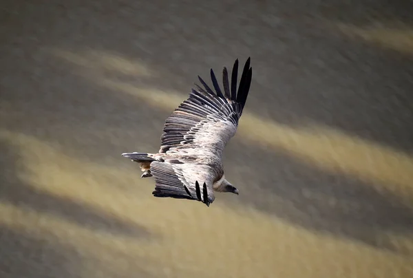 Ένας Μεγάλος Γύπας Μεγάλα Φτερά Που Πετάει Ένα Φυσικό Πάρκο — Φωτογραφία Αρχείου