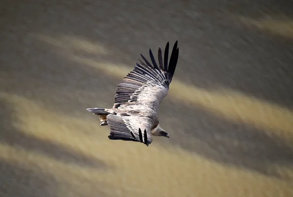 Large Griffon Vulture Large Wings Flying Natural Park — Stock Photo, Image