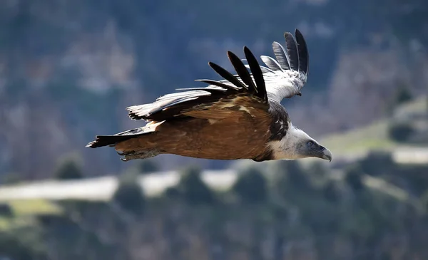 Large Griffon Vulture Large Wings Flying Natural Park — Stock Photo, Image