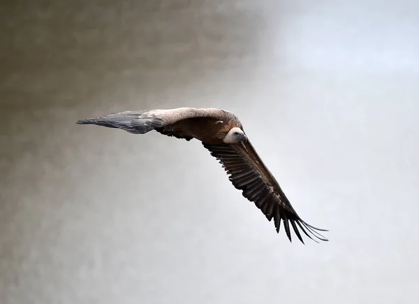 Большой Грифоновый Стервятник Большими Крыльями Летающий Природном Парке — стоковое фото