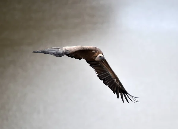 Stor Griffongam Med Stora Vingar Som Flyger Naturpark — Stockfoto