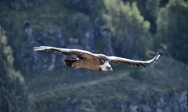 Stor Griffongam Med Stora Vingar Som Flyger Naturpark — Stockfoto